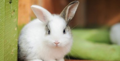 conejito blanco con una oreja gris