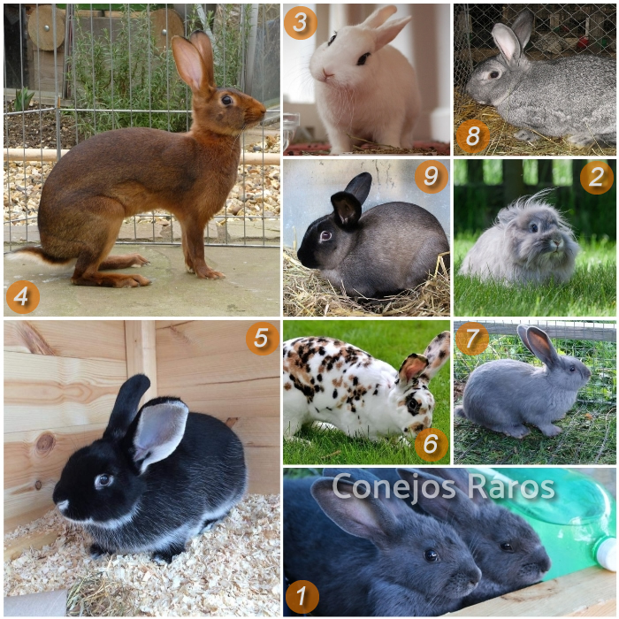 imagen collage sobre razas de conejos raros