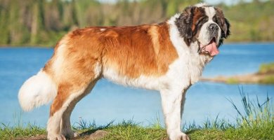 perro grande y peludo parado junto a un lago