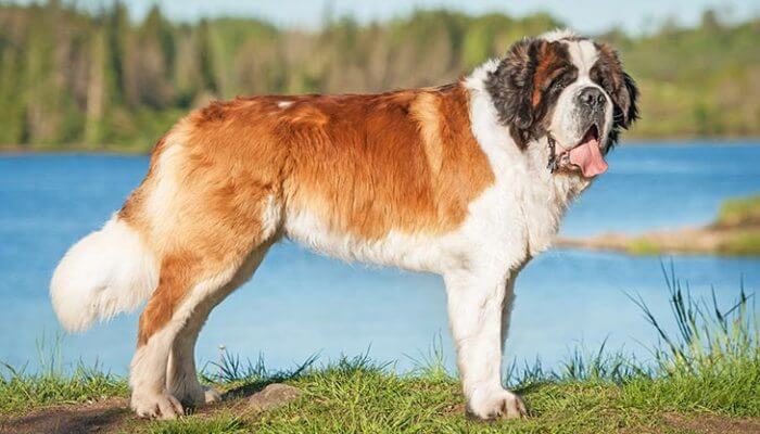 perro grande y peludo parado junto a un lago