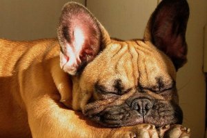 bulldog francés dormido
