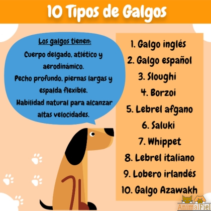 imagen-diseño sobre tipos de galgos