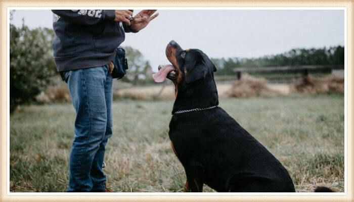 rottweiler sentado obedeciendo a su dueño