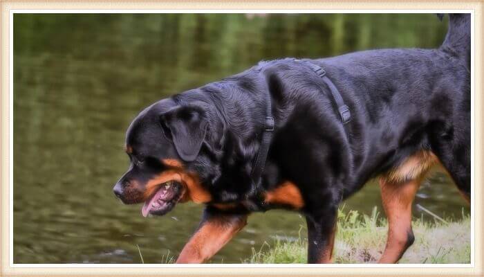 rottweiler musculoso caminando junto al agua