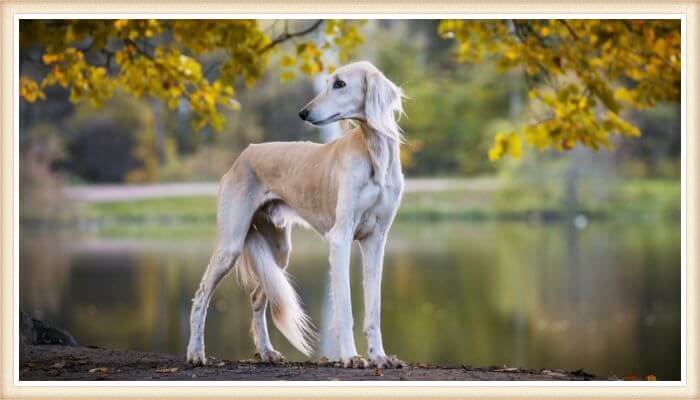 saluki erguido junto a un lago