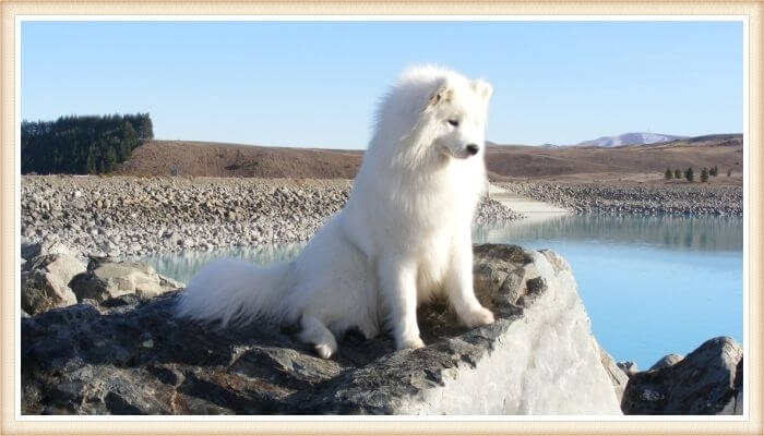 samoyedo sentado sobre roca junto al agua