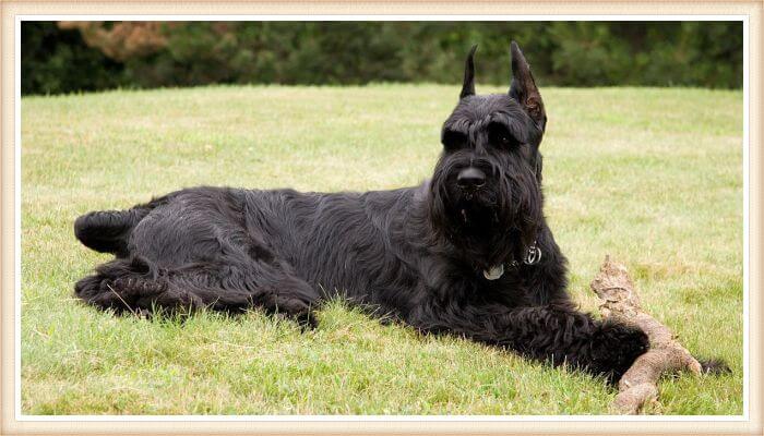 schnauzer gigante negro acostado sobre el césped