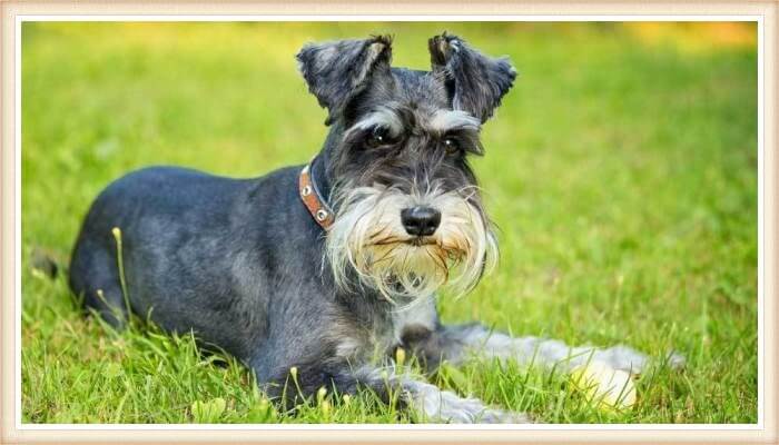 schnauzer mini acostado sobre el césped