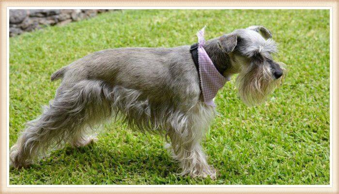 schnauzer sal y pimienta con pañuelo en el cuello