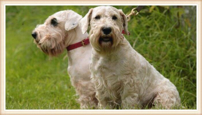 dos sealyham terrier de paseo al aire libre