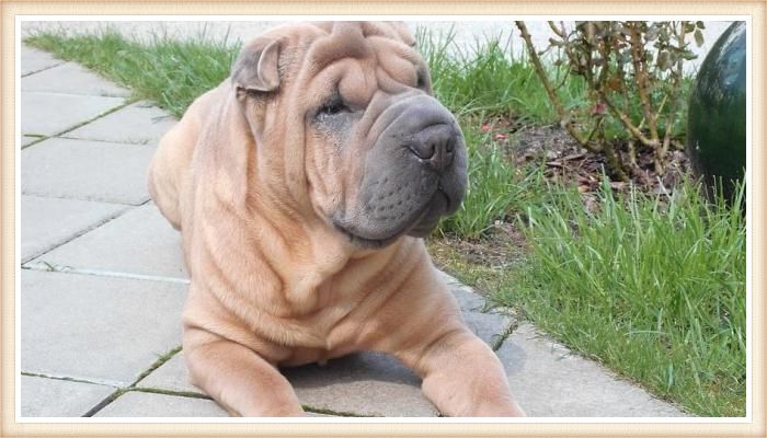 shar pei echado sobre la acera