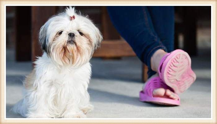 shih tzu sentada junto a su dueña