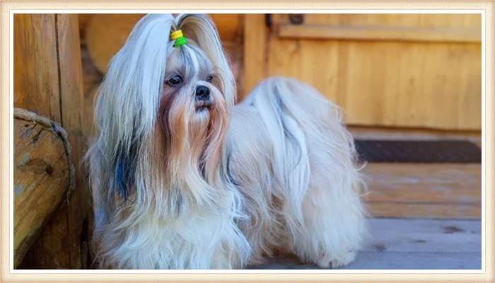 shih tzu peludo con coleta en la cabeza