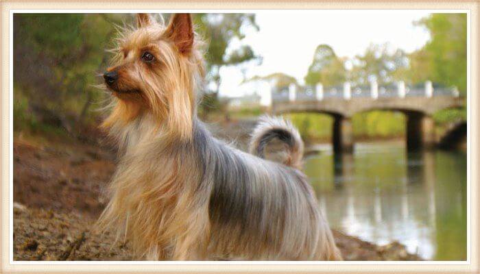 hermoso silky terrier junto a un lago