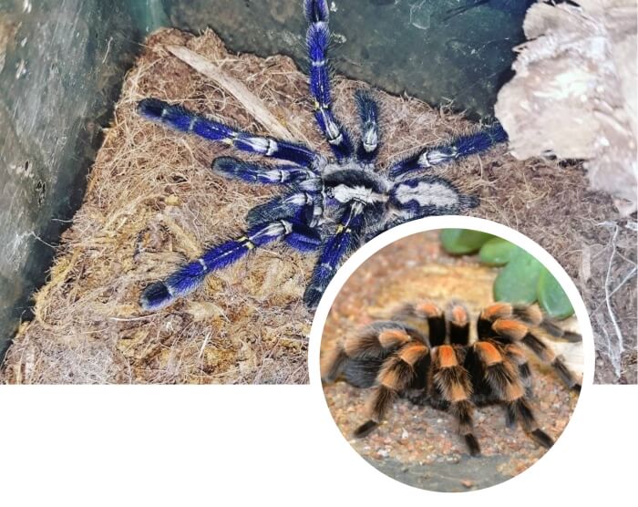 éxotica tarántula azul en su terrario