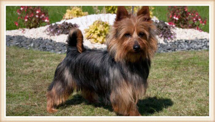 terrier australiano de pelaje bicolor oscuro