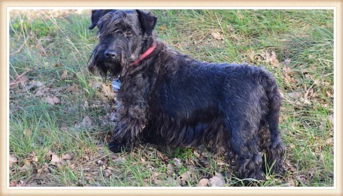 terrier checo de color negro con collar rojo