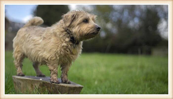 terrier de norfolk parado sobre un tronco