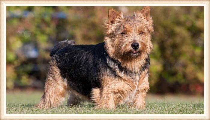 terrier de norwich bicolor