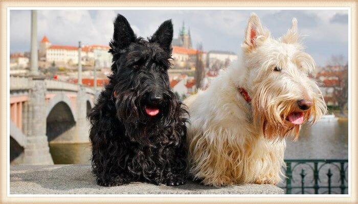 terriers escoceses de distintos colores