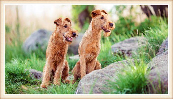 terrier irlandeses sentados entre pasto y rocas