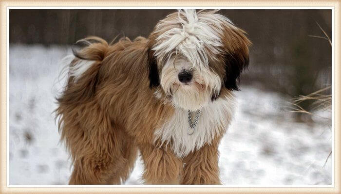 bonito terrier tibetano tricolor