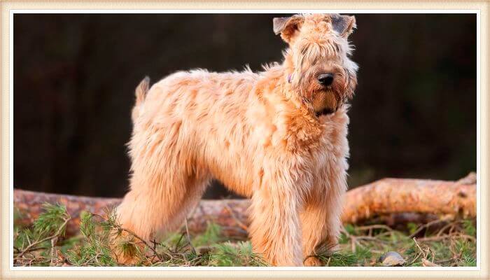 terrier trigo de pelo suave dorado