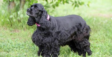 hermoso cocker spaniel de color negro intenso