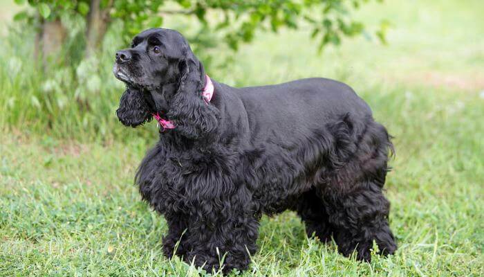 hermoso cocker spaniel de color negro intenso