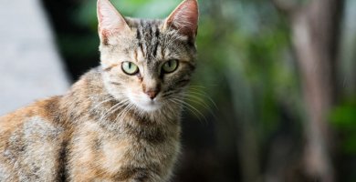 gato de ojos verdes mirando atentamente