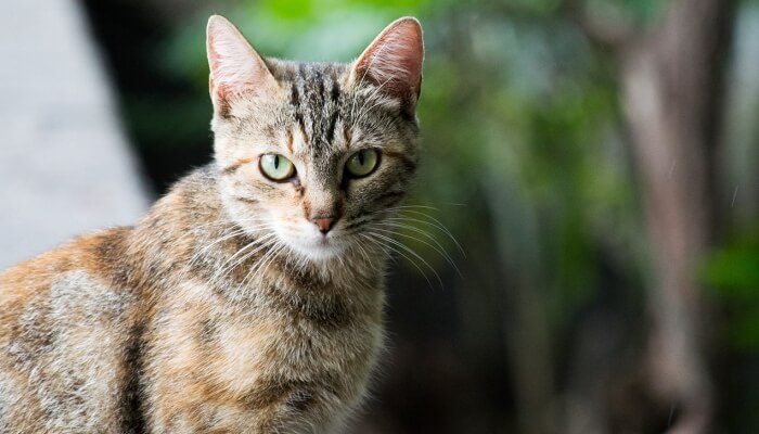 gato de ojos verdes mirando atentamente