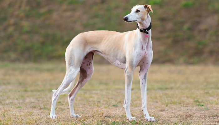 galgo esbelto con colla negro