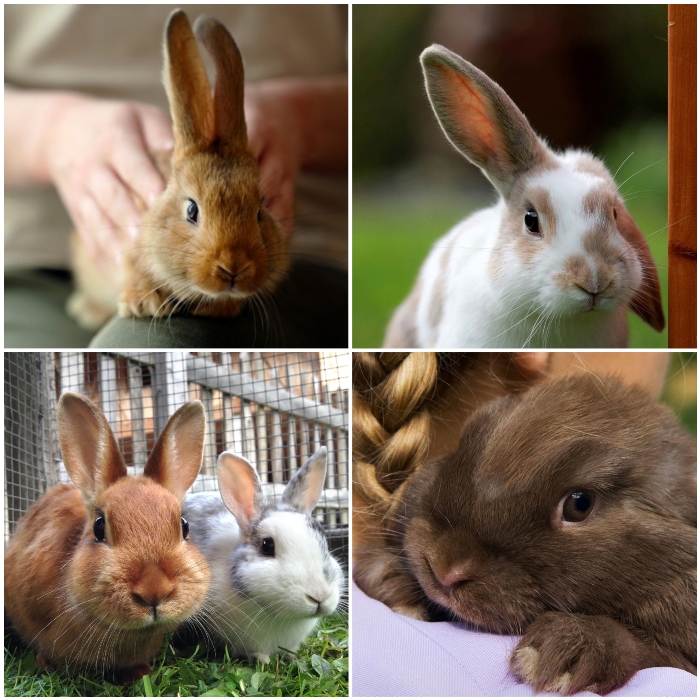 Las 15 Mejores Razas de Conejos Para Mascota – Características + Fotos