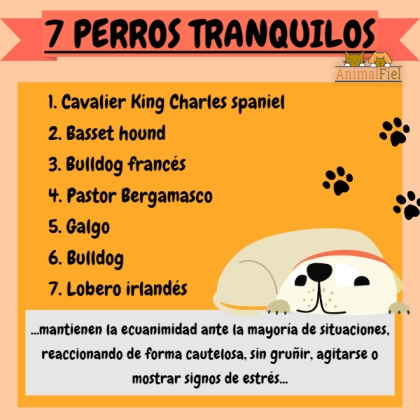 imagen-diseño sobre razas de perros tranquilos