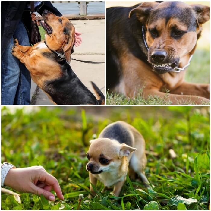 perro nervioso mostrando los dientes con agresividad