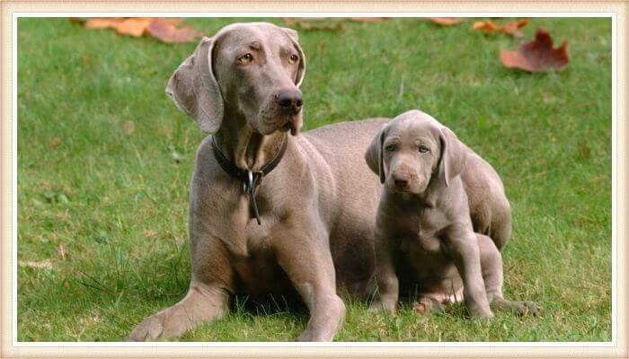 weimaraner grande junto a weimaraner cachorro