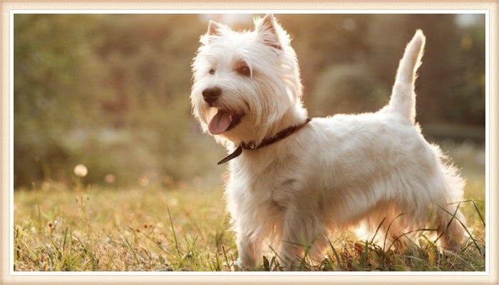 westie con collar sobre la hierba