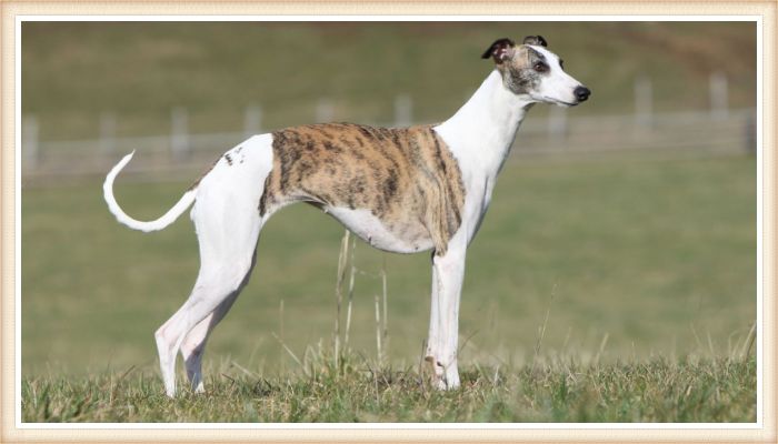 whippet blanco y atigrado