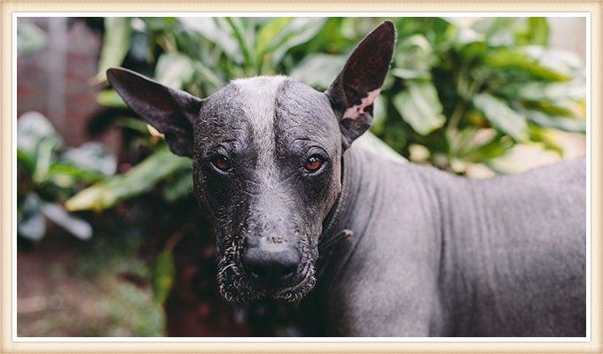 xoloitzcuintli con actitud seria