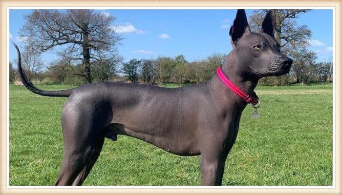 hermoso xoloitzcuintli con collar fucsia