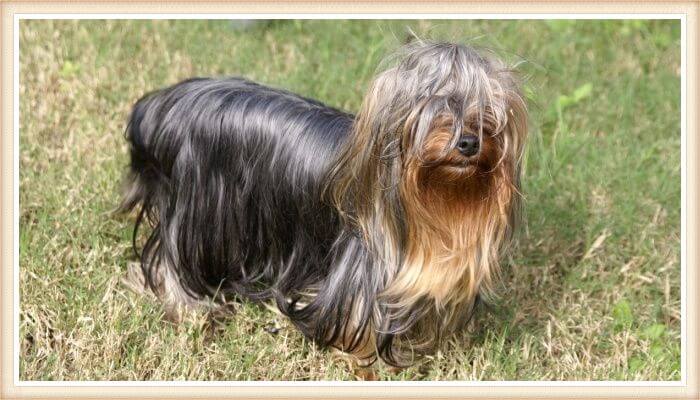 hermoso yorkshire terrier de pelo largo gris y dorado