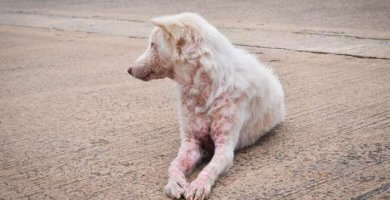 perro blanco con sarna acostado