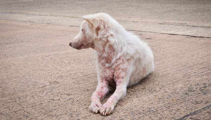 perro blanco con sarna acostado