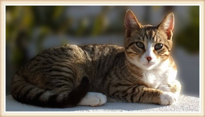 gato de patas blancas descansando sobre un muro