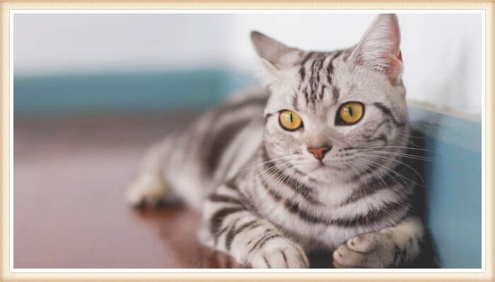 gato bonito de ojos amarillos y pelaje rayado