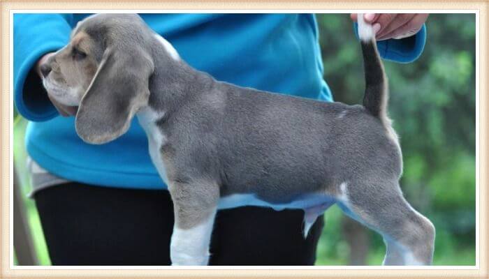 cachorro beagle azul en exhibición