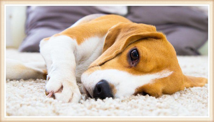 hermoso beagle limón y blanco echado sobre la alfombra