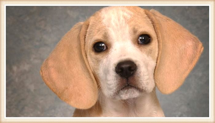 beagle limón con expresión facial triste