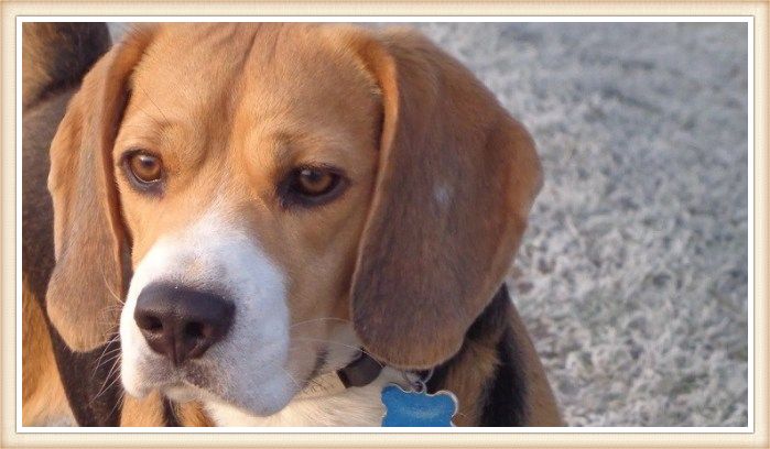 hermoso beagle tricolor con orejas grandes y hocico blanco