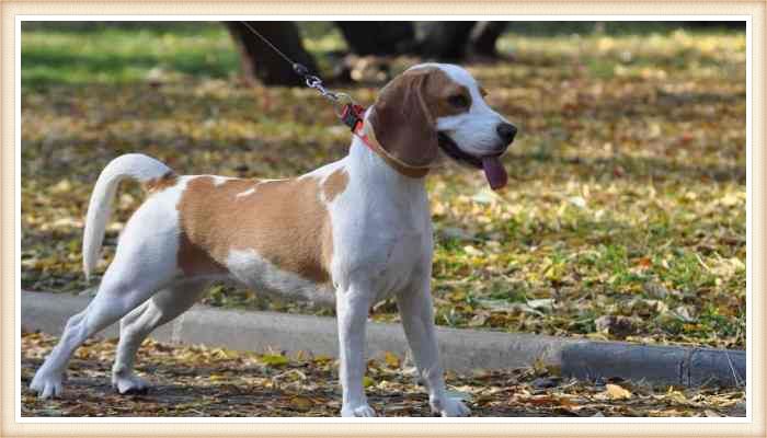 beagle marrón y blanco paseando al aire libre con collar